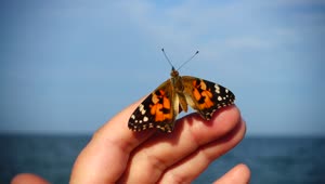 Video Stock Butterfly On A Finger Live Wallpaper For PC