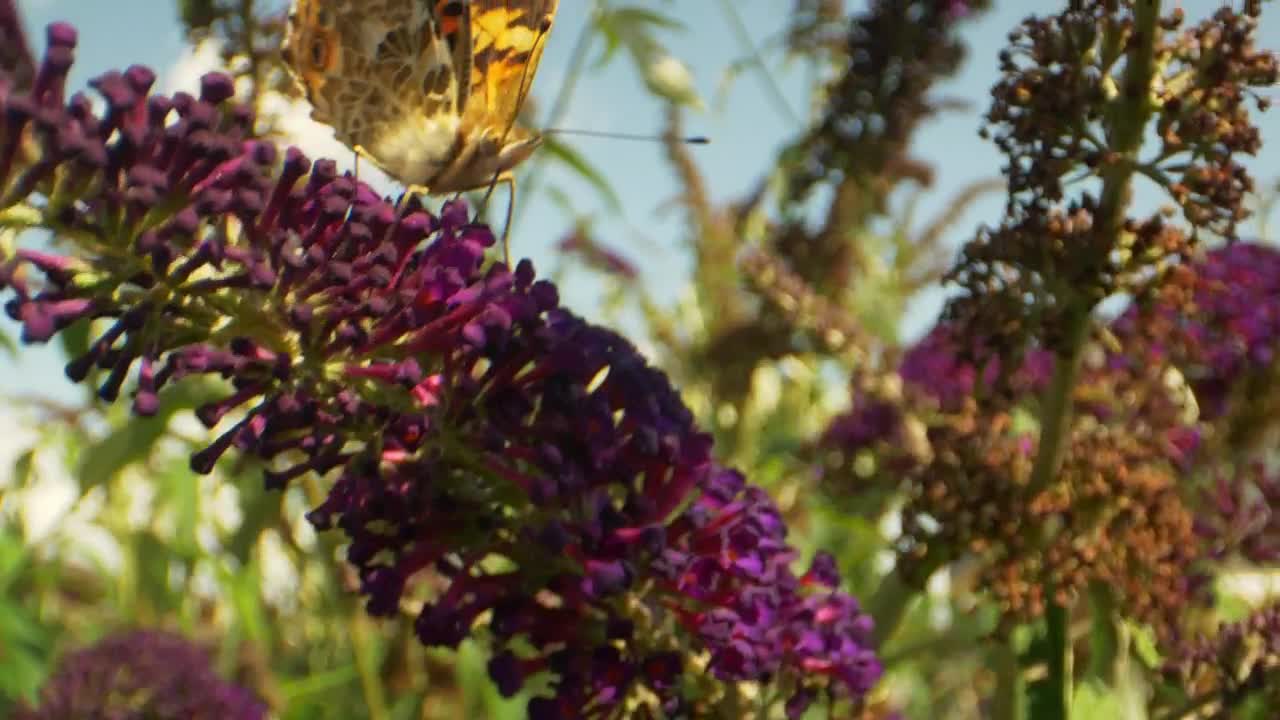 Download Video Stock Butterfly In The Breeze Live Wallpaper For PC