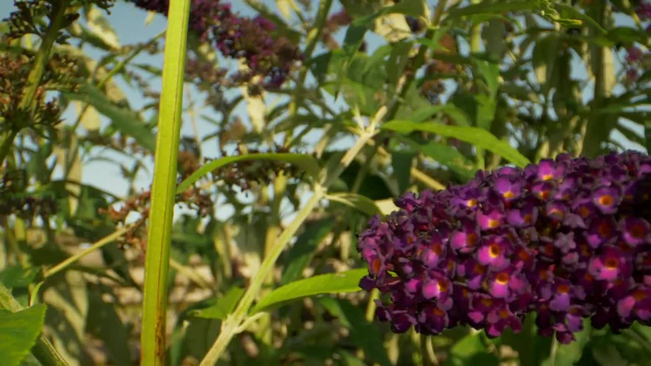 Download Video Stock Butterfly In A Summer Garden Live Wallpaper For PC