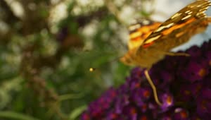 Video Stock Butterfly In A Garden Live Wallpaper For PC