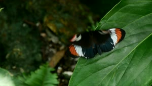 Video Stock Butterflies On A Green Leaf Live Wallpaper For PC