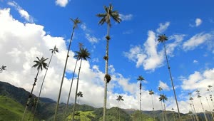Video Stock Clouds Move Over Tall Palm Trees In Tropical Landscape Live Wallpaper For PC
