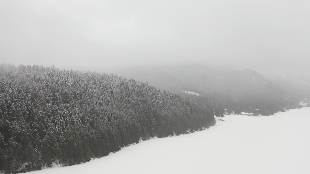 Download Stock Video Dense Forest Pine During The Winter Live Wallpaper For PC