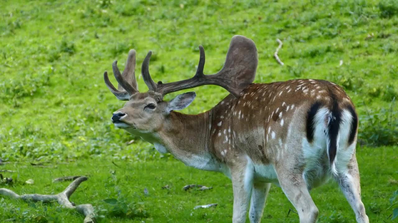 Download Stock Video Deer Scratch His Back With His Antler Live Wallpaper For PC
