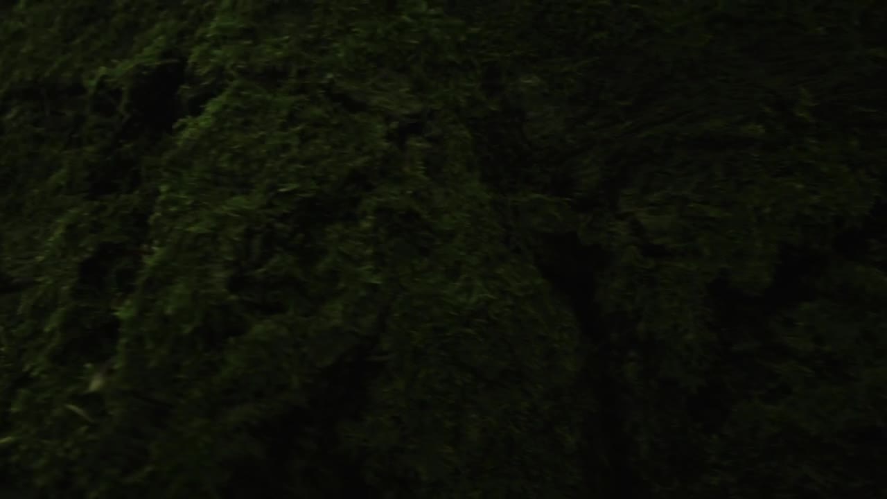 Download Stock Video Deer Looking At The Camera Live Wallpaper For PC