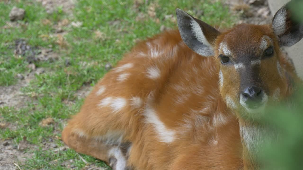 Download Stock Video Deer Lying In The Ground Live Wallpaper For PC