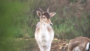 Stock Video Deer Looking At The Camera In The Forest Live Wallpaper For PC