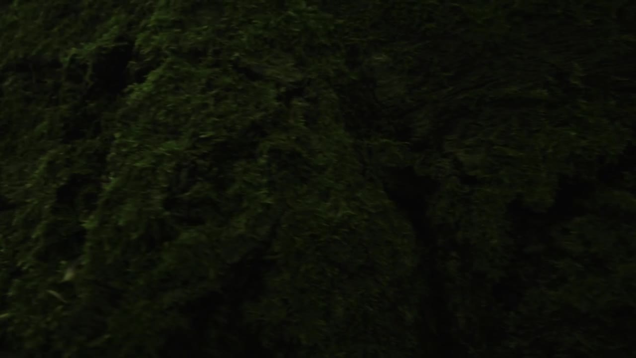 Download Stock Video Deer In The Wild Live Wallpaper For PC