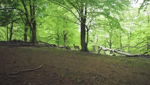 Stock Video Deer In A Forest Clearing Live Wallpaper For PC