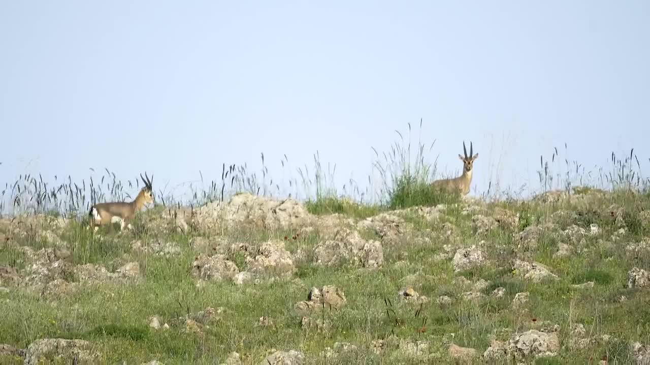 Download Stock Video Deer Family Walking In The Mountain Live Wallpaper For PC