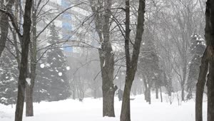 Stock Video Deep Snow Falling In A City Park Live Wallpaper For PC