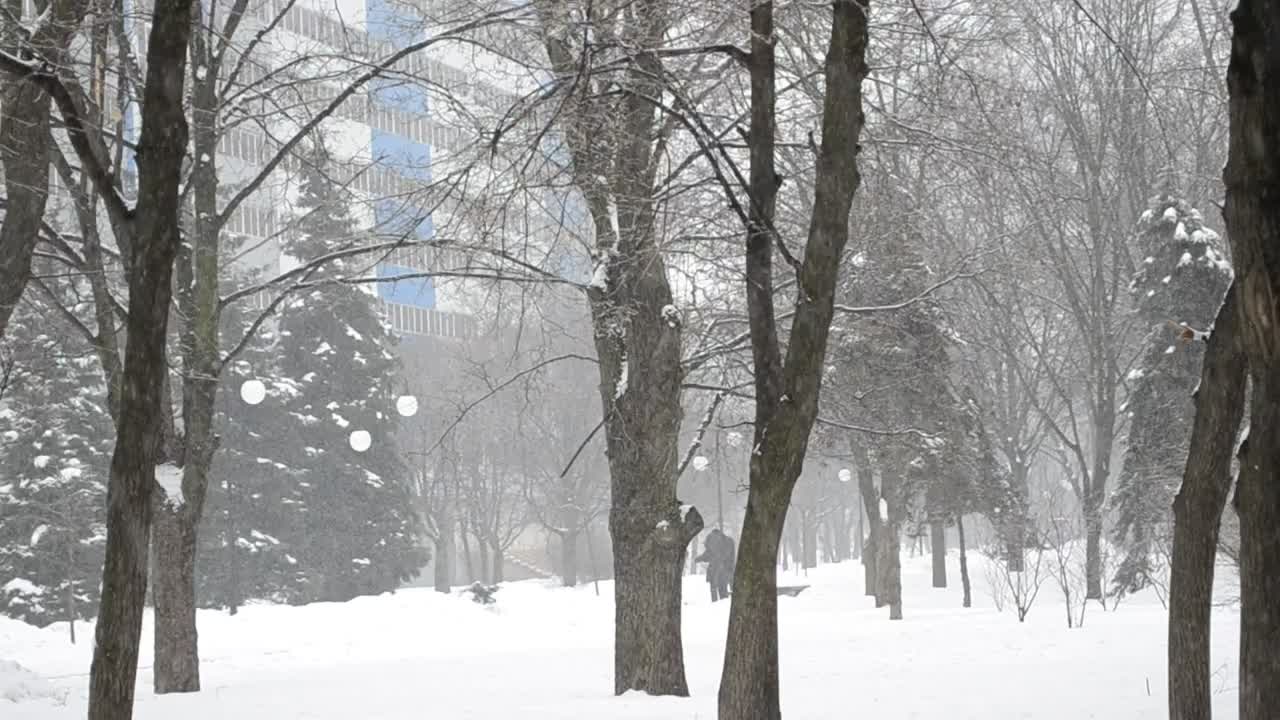 Download Stock Video Deep Snow Falling In A City Park Live Wallpaper For PC