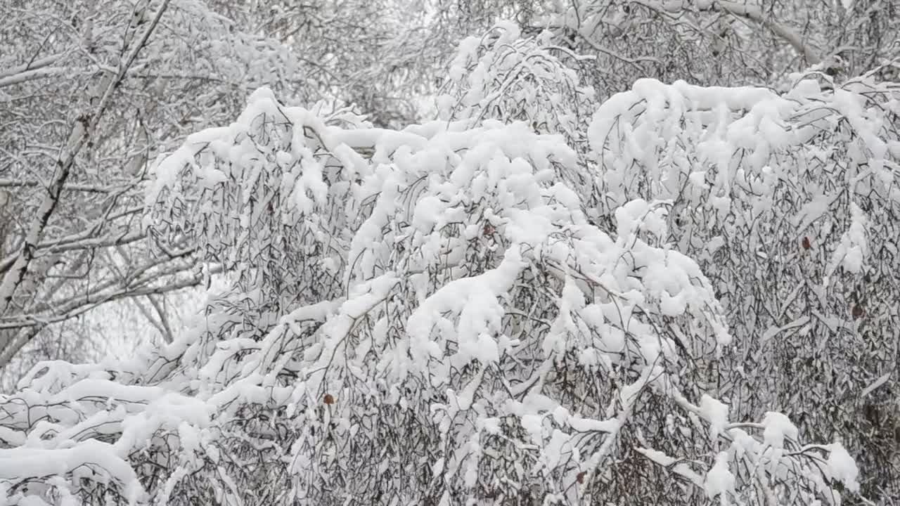Download Stock Video Deep Snow Covering Trees Live Wallpaper For PC