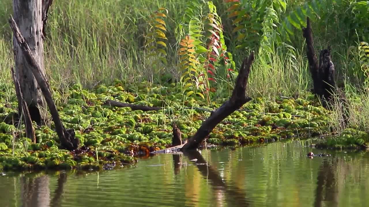 Download Stock Video Deep Inside A Swamp Live Wallpaper For PC
