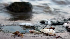Stock Video Dead Fish On Polluted Shore Live Wallpaper For PC