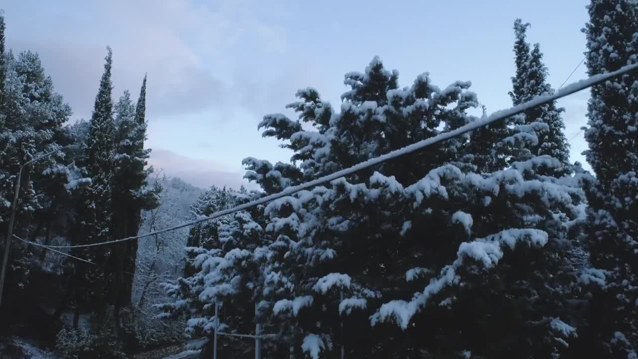 Download Stock Video Dark Trees Topped With Snow Live Wallpaper For PC