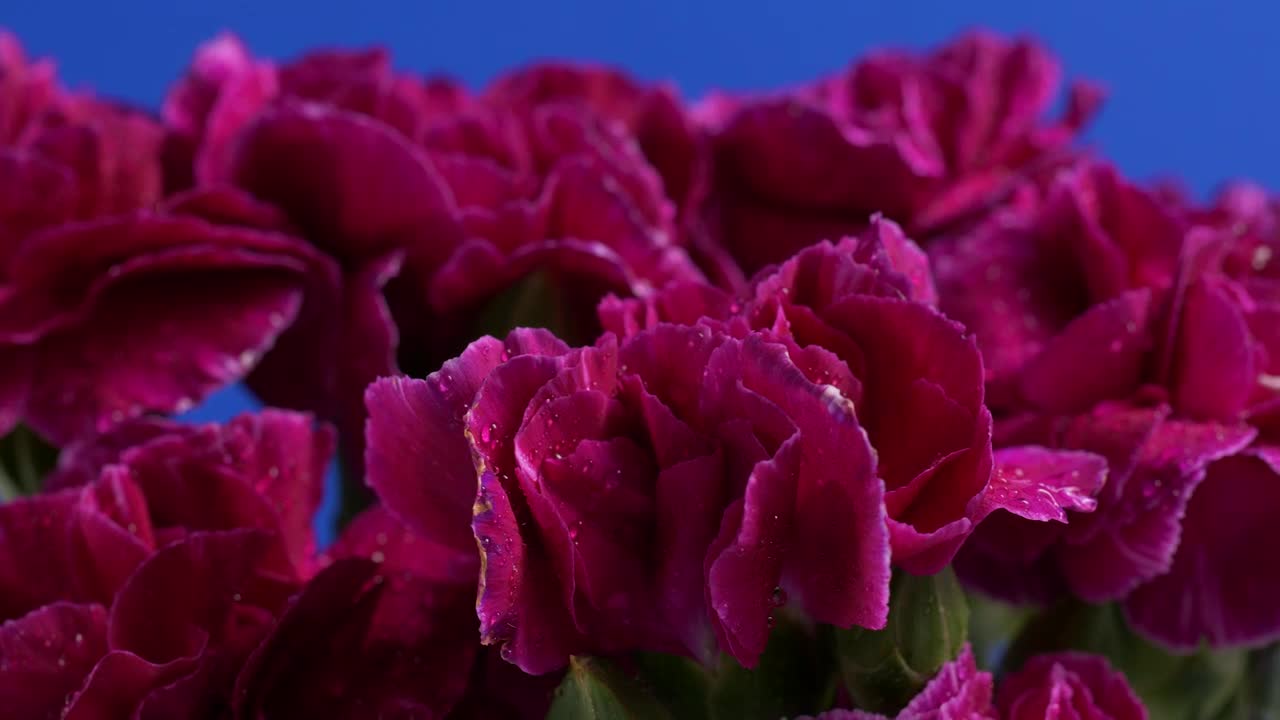 Download Stock Video Dark Pink Flowers Live Wallpaper For PC