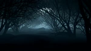 Stock Video Dark Forest On A Night With A Full Moon For Live Wallpaper For PC