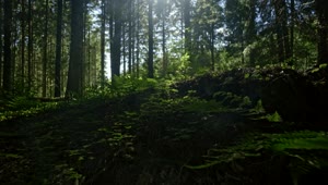 Stock Video Dark Forest Clearing Live Wallpaper For PC