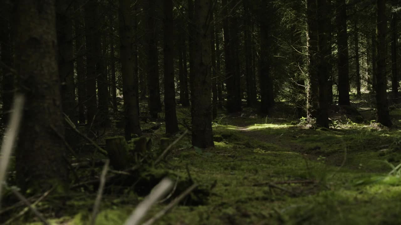Download Stock Video Dark Forest Blocking Sunlight Live Wallpaper For PC