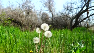 Stock Video Dandelions Blowing In The Wind Live Wallpaper For PC