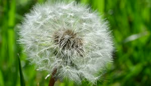 Stock Video Dandelion In Nature Seen Up Close Live Wallpaper For PC