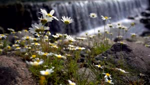 Stock Video Daisy Flowers Near A Big Waterfall Live Wallpaper For PC