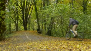 Stock Video Cyclist Pedaling On A Park Road Live Wallpaper For PC