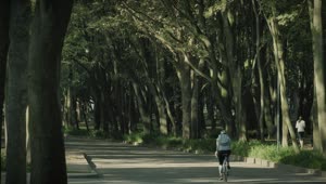 Stock Video Cyclist In The Park Live Wallpaper For PC