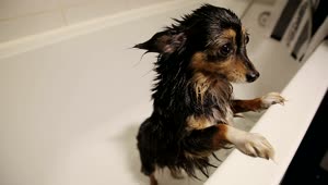 Stock Video Cute Wet Dog In The Bathtub After A Bath Live Wallpaper For PC