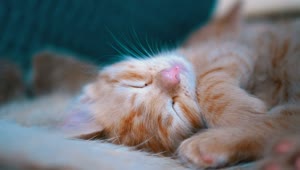 Stock Video Cute Red Kitten Sleeping In The Couch Live Wallpaper For PC