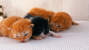Stock Video Cute Newborn Kittens Live Wallpaper For PC