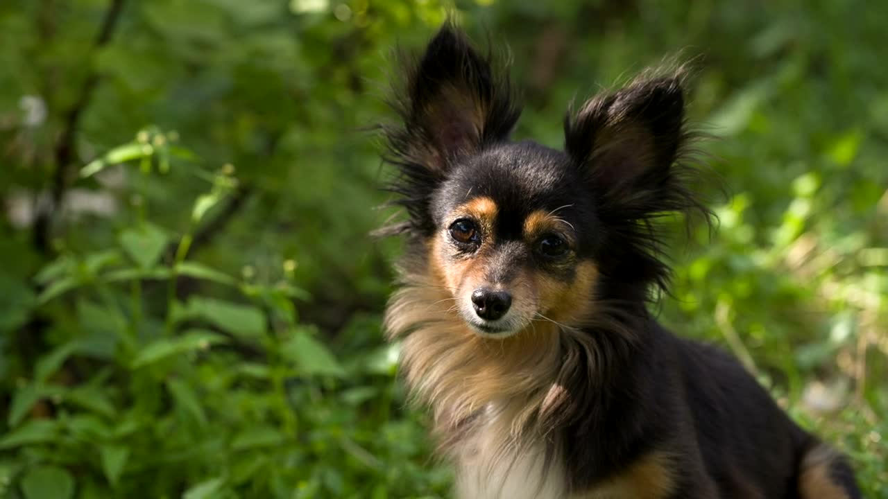 Download Stock Video Cute Dog Looking At The Camera With Curiosity Live Wallpaper For PC