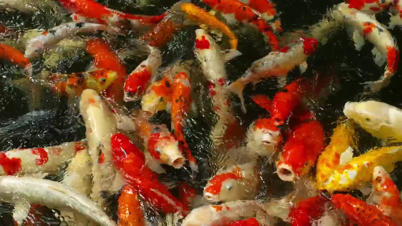 Download Stock Video Crowd Of Koi Fish In The Pond Live Wallpaper For PC