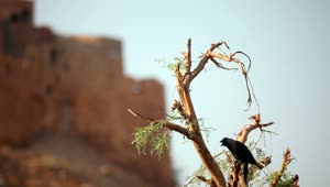 Stock Video Crow Standing On A Tree Branch Live Wallpaper For PC