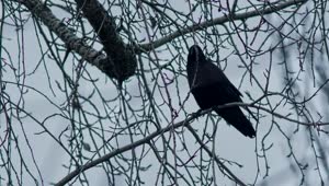 Stock Video Crow Standing On A Branch In Winter Live Wallpaper For PC
