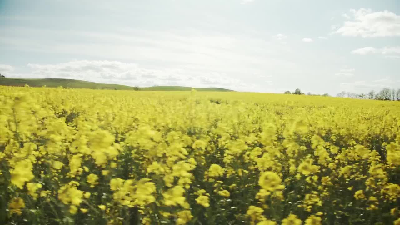 Download Stock Video Crops Moving In The Breeze Live Wallpaper For PC