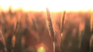 Stock Video Crops In The Breeze At Sunset Live Wallpaper For PC