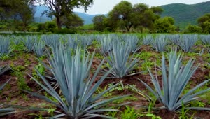 Stock Video Crop Field Covered By Maguey Leaves Live Wallpaper For PC