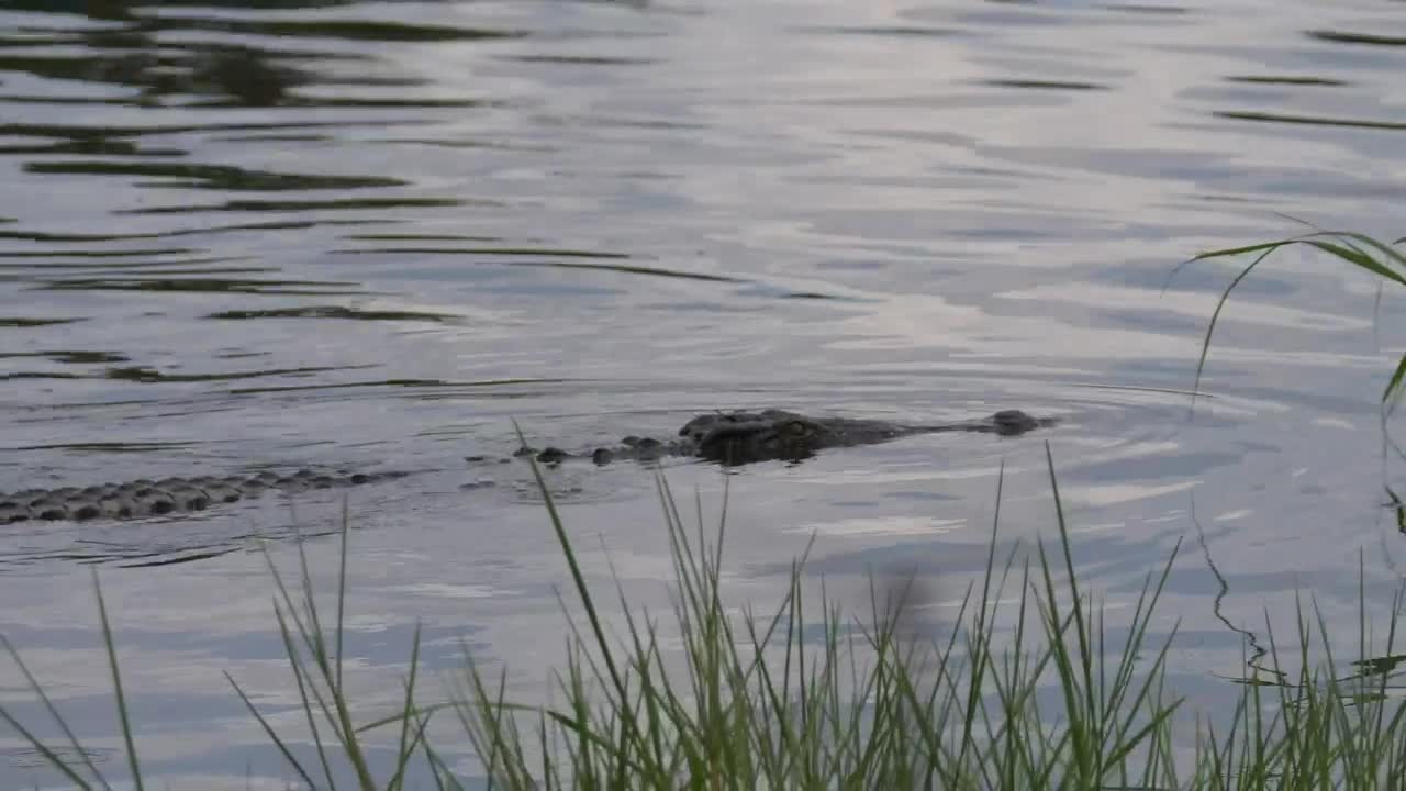 Download Stock Video Crocodile Swimming In The Lake Live Wallpaper For PC