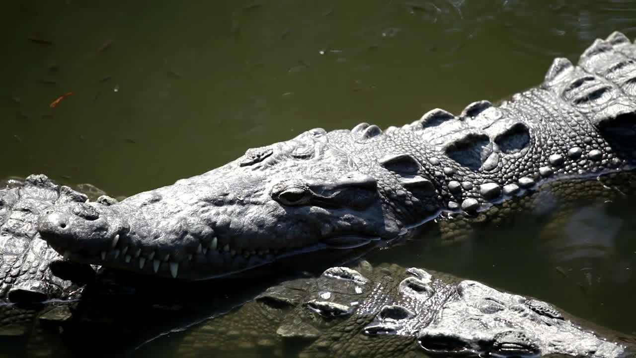 Download Stock Video Crocodile Resting In The Swamp Live Wallpaper For PC