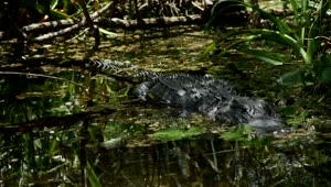 Stock Video Crocodile Perched In A Swamp Live Wallpaper For PC