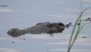 Stock Video Crocodile Lurking In A Lake Live Wallpaper For PC