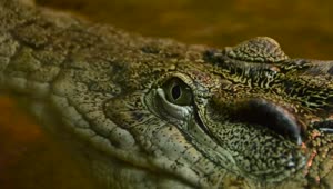 Stock Video Crocodile In Captivity Close Up Live Wallpaper For PC