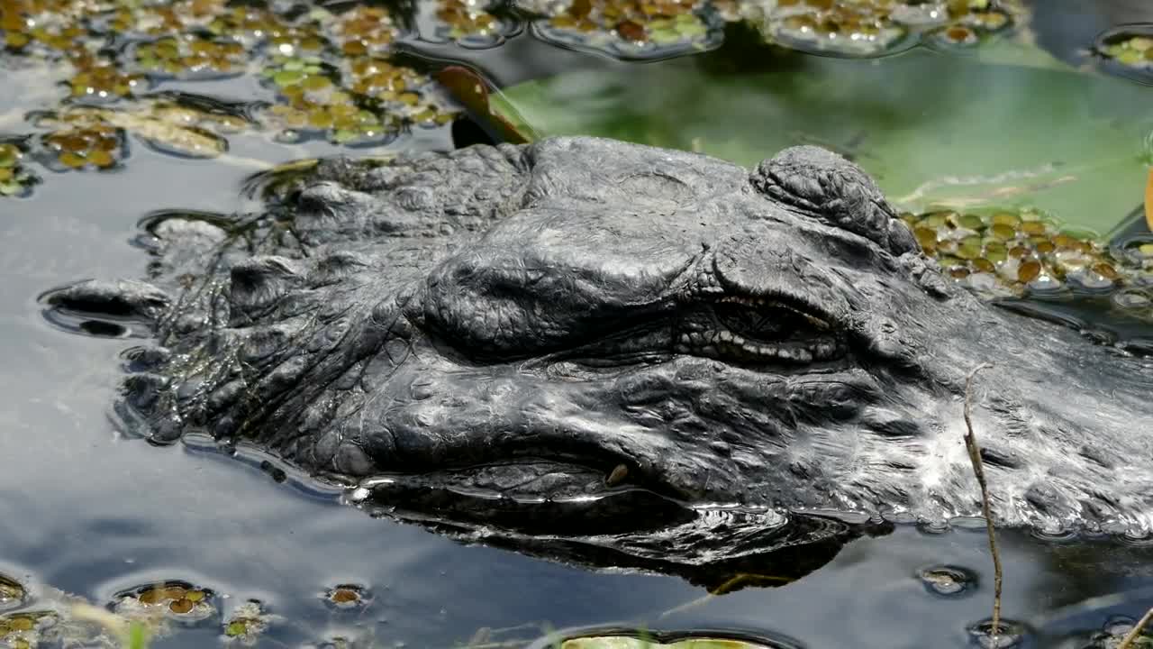 Download Stock Video Crocodile Head In A Lake Live Wallpaper For PC
