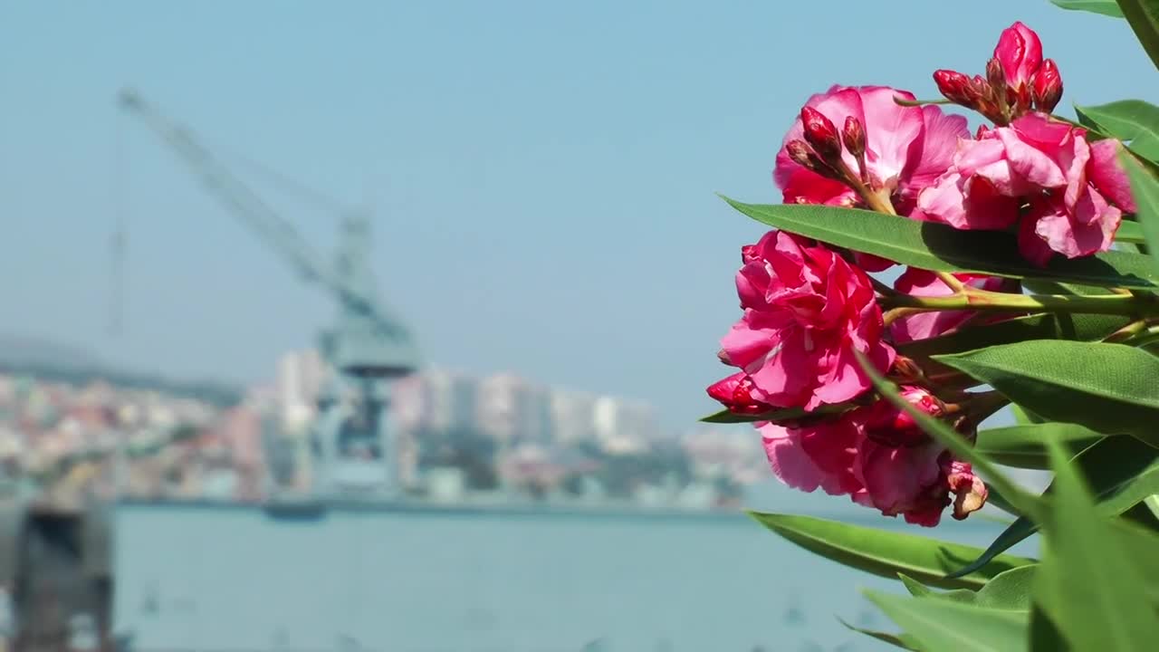 Download Stock Video Crane Of A Port Seen In The Distance Live Wallpaper For PC