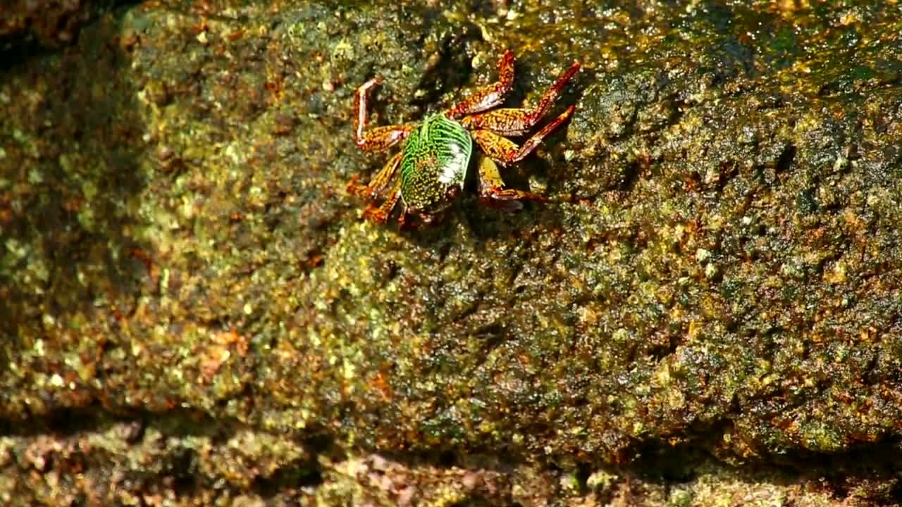 Download Stock Video Crab Walking On A Wet Stone Live Wallpaper For PC