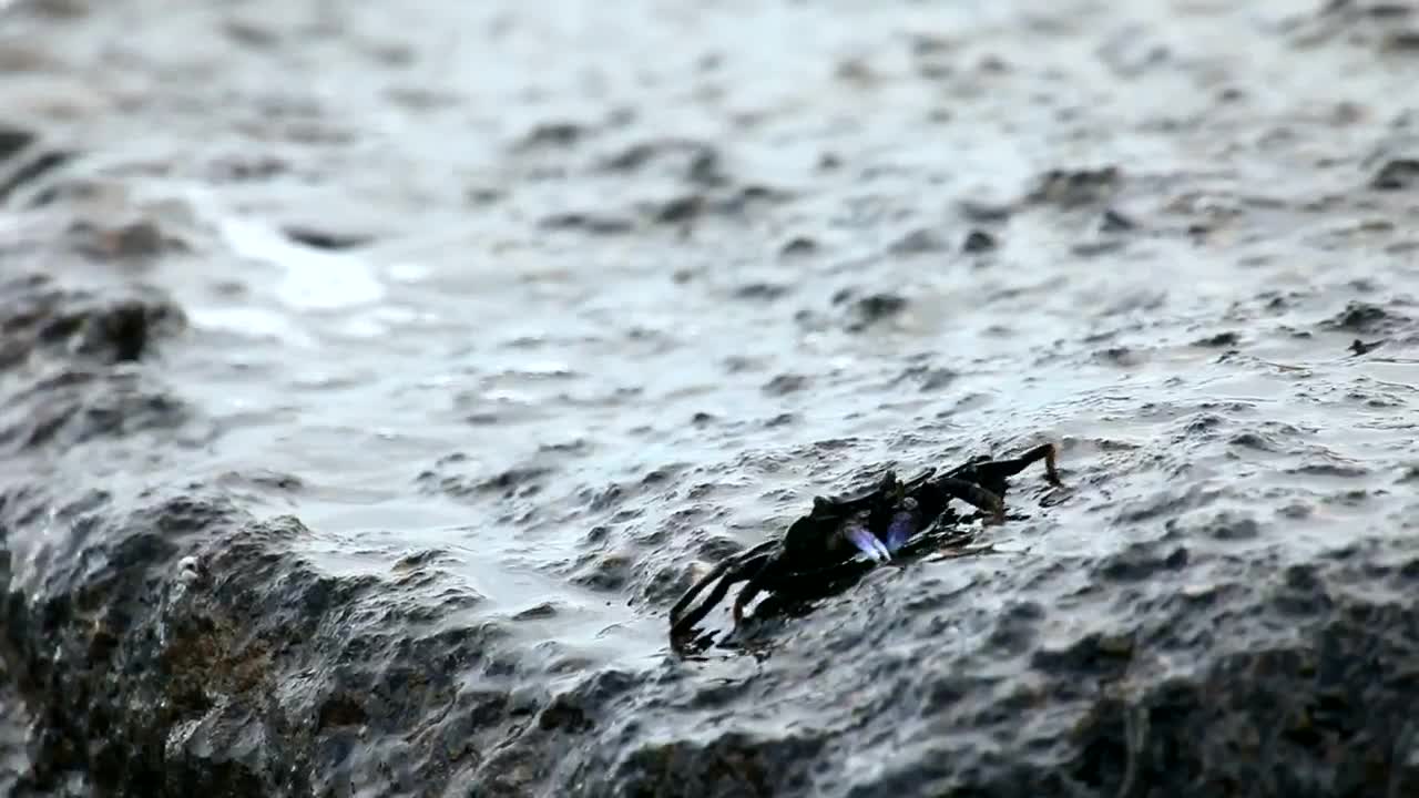 Download Stock Video Crab Walking On A Rock Live Wallpaper For PC