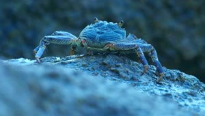 Stock Video Crab On A Rock Live Wallpaper For PC
