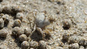 Stock Video Crab Making Sand Bubbles Live Wallpaper For PC